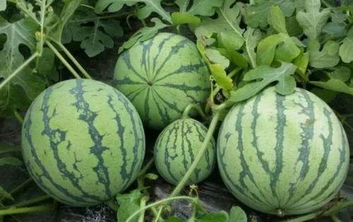 17草吃瓜网黑料,黑料背后的真相与反思